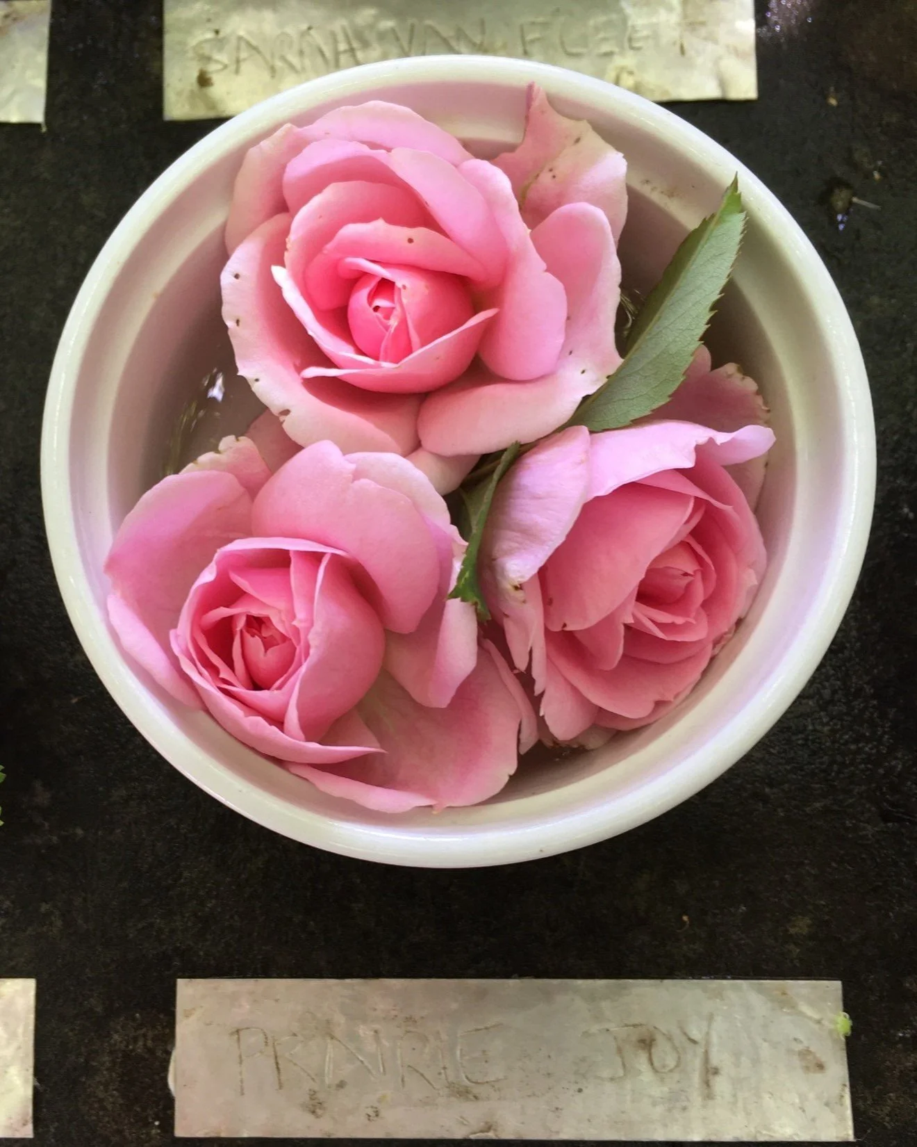 Prairie Joy Rose — Corn Hill Nursery